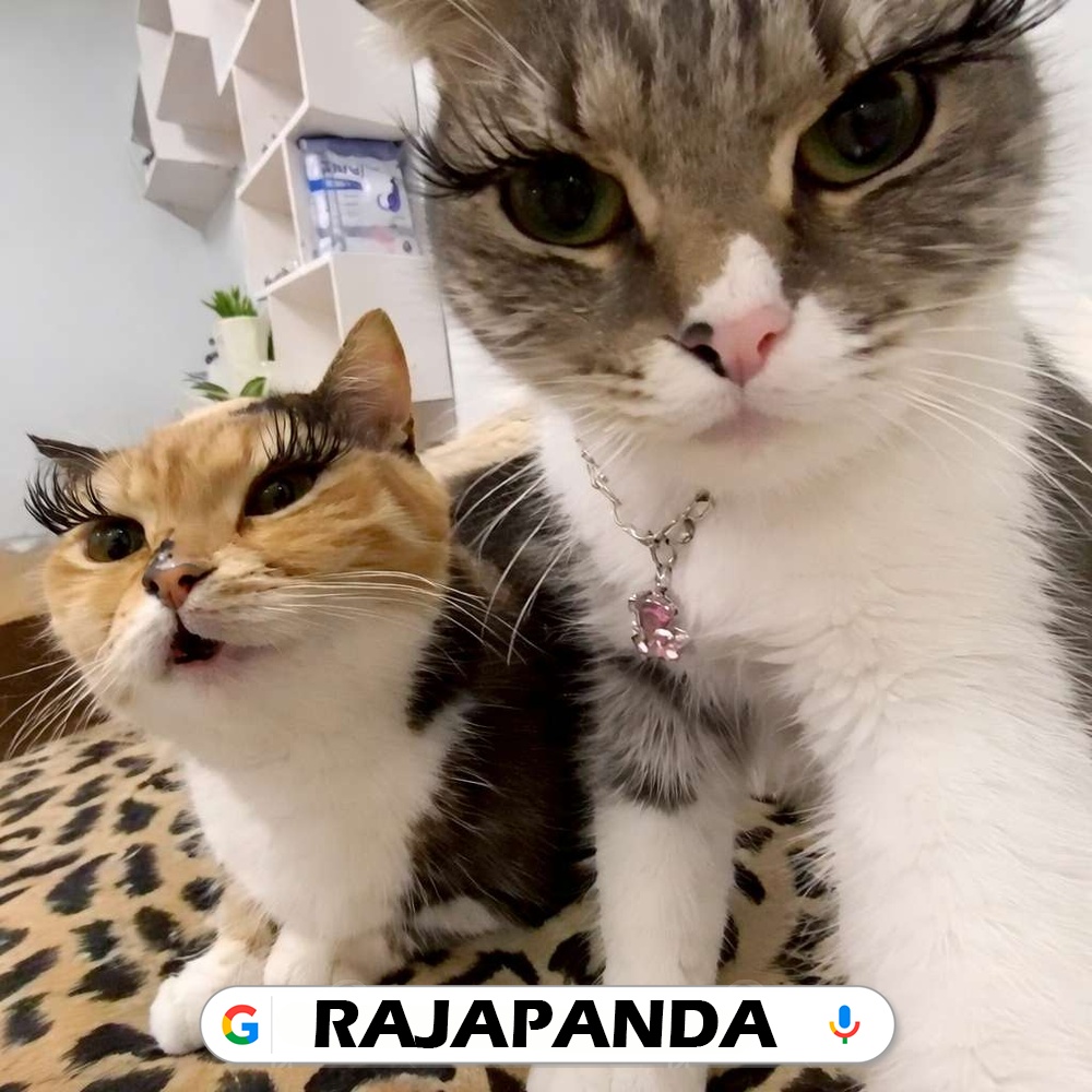 RAJAPANDA